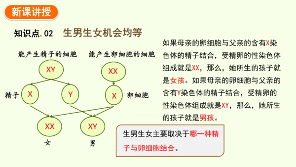 7.2.4人的性别遗传-八年级生物人教版下学期同步精品课件(共28张PPT)
