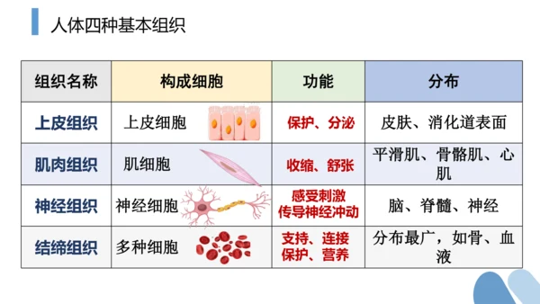 2.2.2 动物体的结构层次-2023-2024学年七年级生物上学期备课课件（人教版）(共26张PP