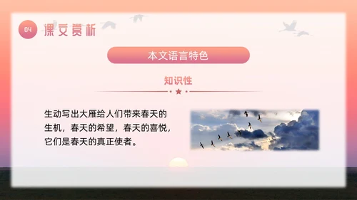 粉色简约八年级语文下册大雁归来PPT模板宣传PPT动态PP