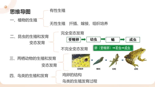 复习专题五生物的生殖和发育（串讲课件）-八年级生物上学期期末考点大串讲（人教版）(共20张PPT)