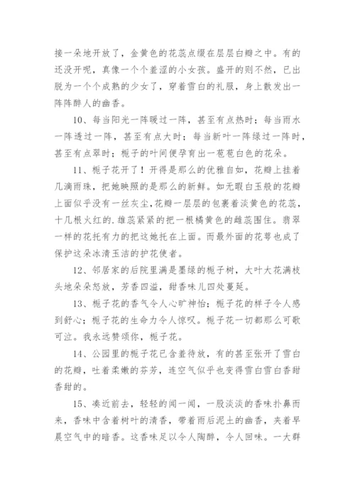 描写栀子花的优美段落.docx