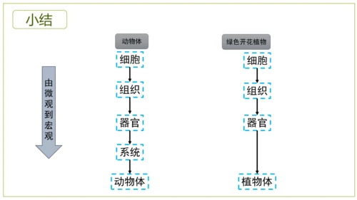 2.2.3植物体的结构层次 【说课课件】2023--2024学年人教版生物七年级上册(共42张PPT