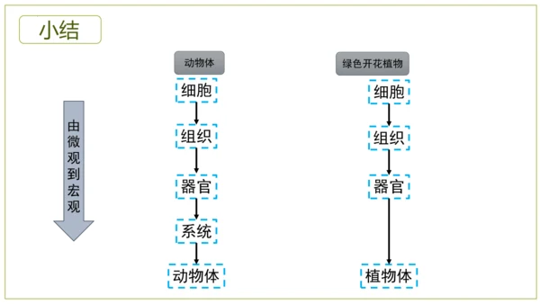 2.2.3植物体的结构层次 【说课课件】2023--2024学年人教版生物七年级上册(共42张PPT