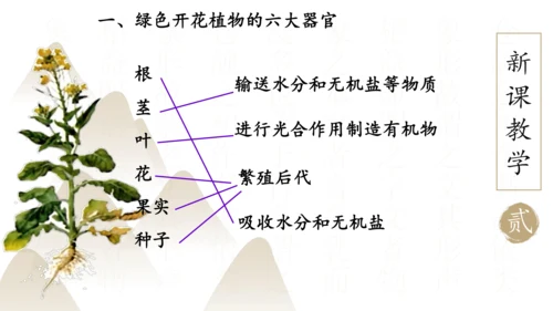 2.2.3 植物体的结构层次2023-2024学年七年级生物上册精品课件（人教版）(共18张PPT)