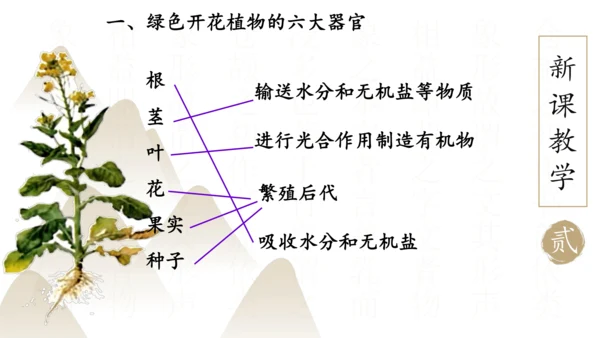 2.2.3 植物体的结构层次2023-2024学年七年级生物上册精品课件（人教版）(共18张PPT)