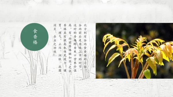 二十四节气谷雨通用PPT模板