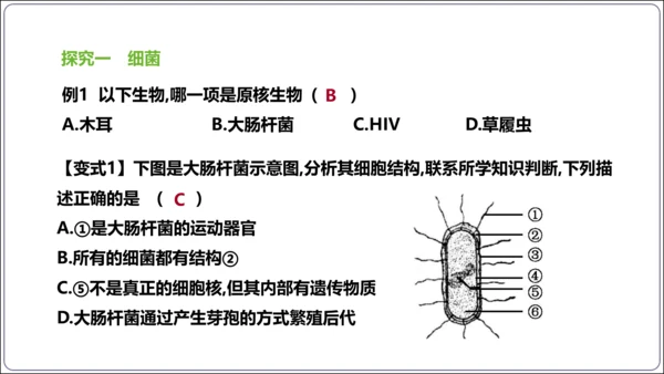 【人教八上生物期中复习考点梳理+临考押题】第四、五章 细菌、真菌和病毒（串讲课件）(共30张PPT)