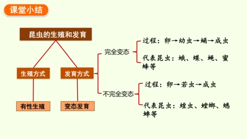 7.1.2昆虫的生殖和发育-八年级生物人教版下学期同步精品课件(共29张PPT)