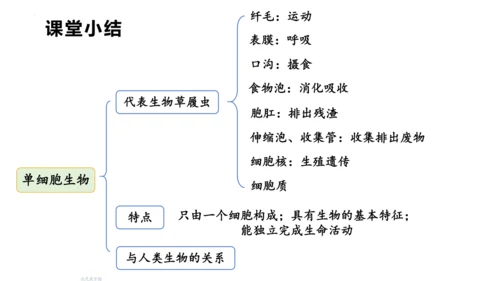人教版七年级生物上册（2024）1.3.4 单细胞生物 课件(共22张PPT)+视频素材