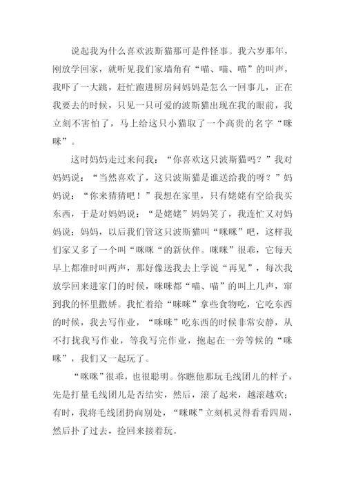 波丝猫作文0.docx