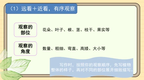 统编版语文三年级下册2024-2025学年度第一单元习作：我的植物朋友（课件）