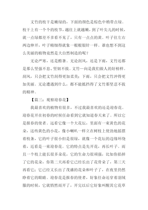 观察植物作文300字.docx