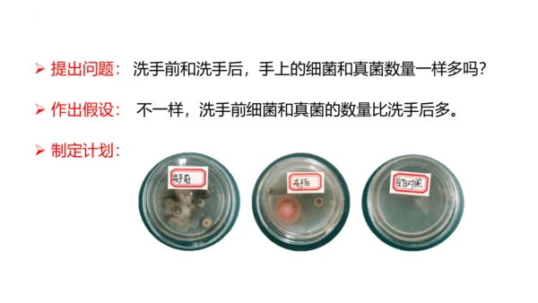 人教版生物八年级上册5.4.1《细菌和真菌的分布》课件(共22张PPT)