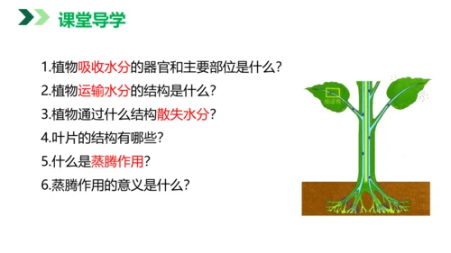 3.3 绿色植物与生物圈的水循环（课件）七年级生物上学期（人教版）(共25张PPT)