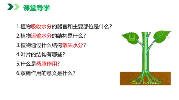 3.3 绿色植物与生物圈的水循环（课件）七年级生物上学期（人教版）(共25张PPT)