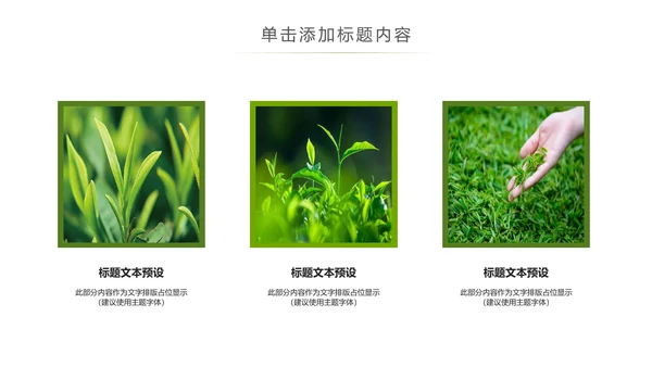 清新绿茶茶文化采茶茶道茶艺茶文化PPT模板