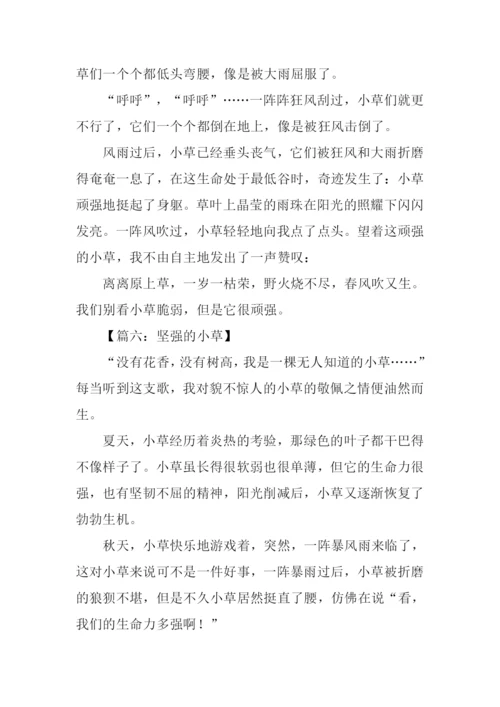 坚强的小草作文250字.docx