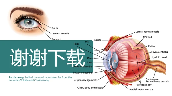 医疗眼科学动态PPT