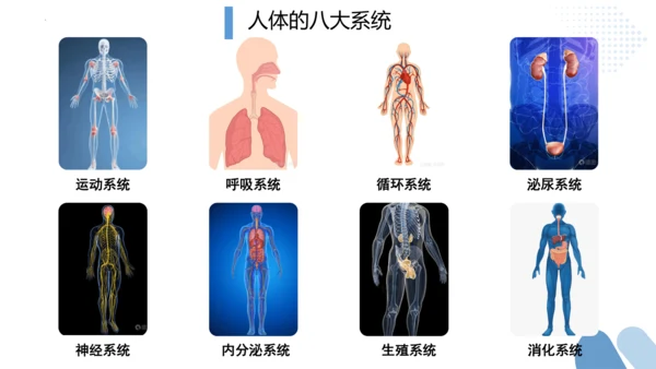 2.2.2 动物体的结构层次-2023-2024学年七年级生物上学期备课课件（人教版）(共26张PP