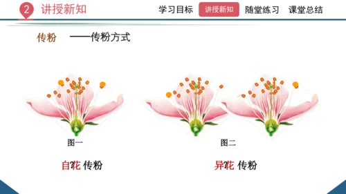 3.2.3  开花和结果  课件-2023-2024学年人教版生物七年级上册(共27张PPT)