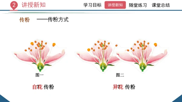 3.2.3  开花和结果  课件-2023-2024学年人教版生物七年级上册(共27张PPT)