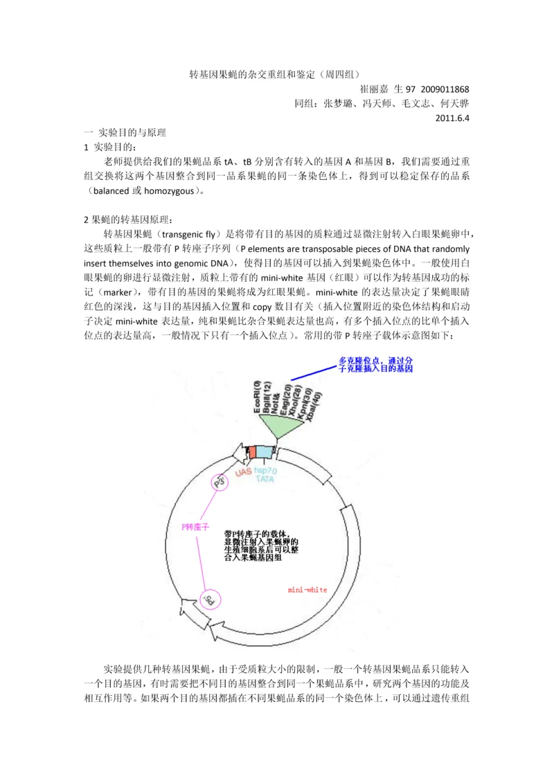 转基因果蝇实验—崔丽嘉.docx