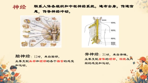 人教版（新课程标准）七年级下册4.6.2  神经系统的组成课件(共20张PPT)