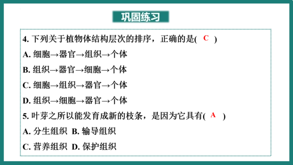 第一单元第三章从细胞到生物体（复习课件）-七年级生物上册同步教学精制课件（人教版2024）(共44张