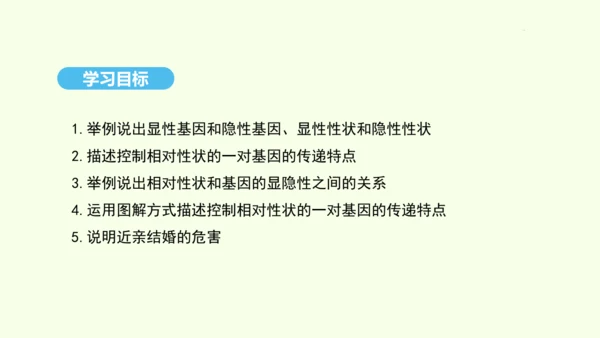 7.2.3基因的显性和隐性课件-人教版生物八年级下册(共31张PPT)
