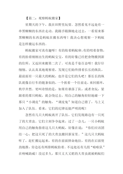 观察蚂蚁搬家的作文.docx