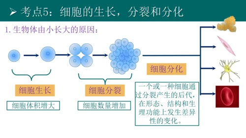 七上 第二单元生物体的结构层次-复习课件(共35张PPT)