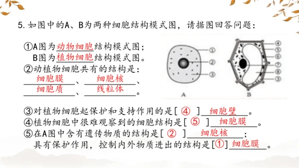 人教版（2024）七年级上册1.2.3动物细胞 课件(共27张PPT)