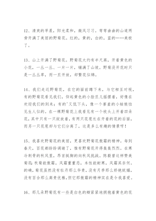 描写野菊花的好词好句好段优美好段作文.docx