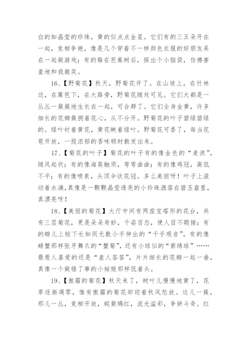 描写菊花的优美句子.docx