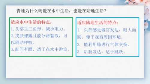 2.2.2脊椎动物（第2课时两栖动物和爬行动物）-七年级生物上册同步优质备课系列（人教版2024新教