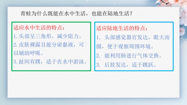 2.2.2脊椎动物（第2课时两栖动物和爬行动物）-七年级生物上册同步优质备课系列（人教版2024新教