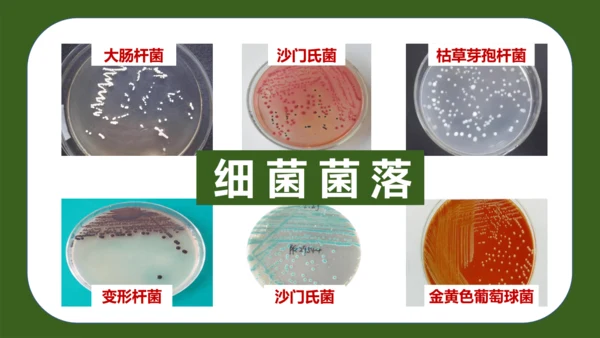 人教版生物七年级上册2.3.1《微生物的分布》（教学课件）(共37张PPT)+视频素材