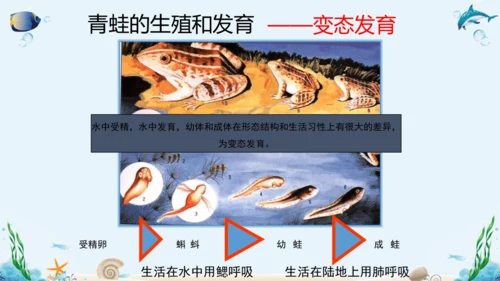 人教版八年级下册生物复习课件