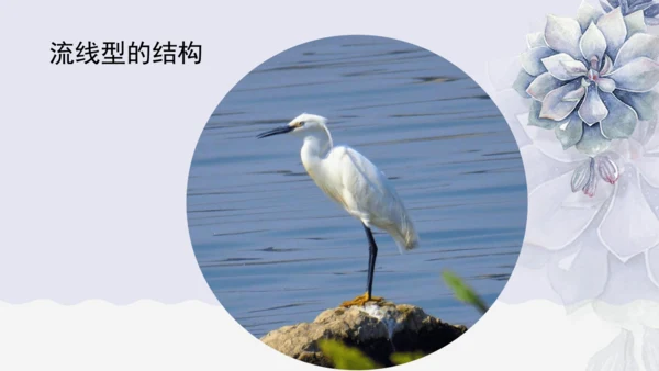 《1 白鹭》课件