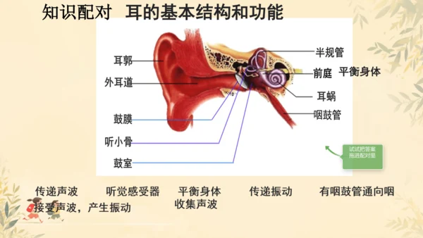 初中生物学人教版（新课程标准）七年级下册4.6.1人体对外界环境的感知课件(共33张PPT)
