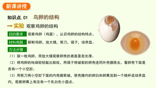 7.1.4鸟的生殖和发育-八年级生物人教版下学期同步精品课件(共24张PPT)