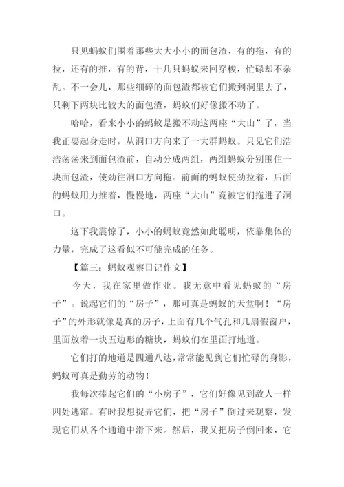 小学三年级观察日记.docx
