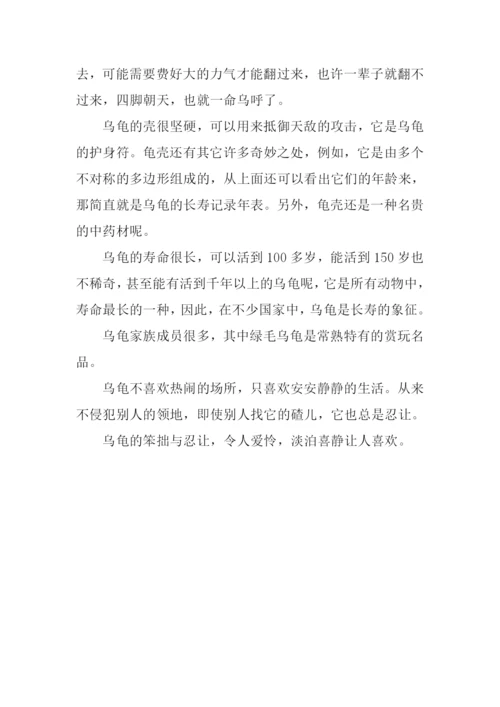 乌龟作文800字0.docx