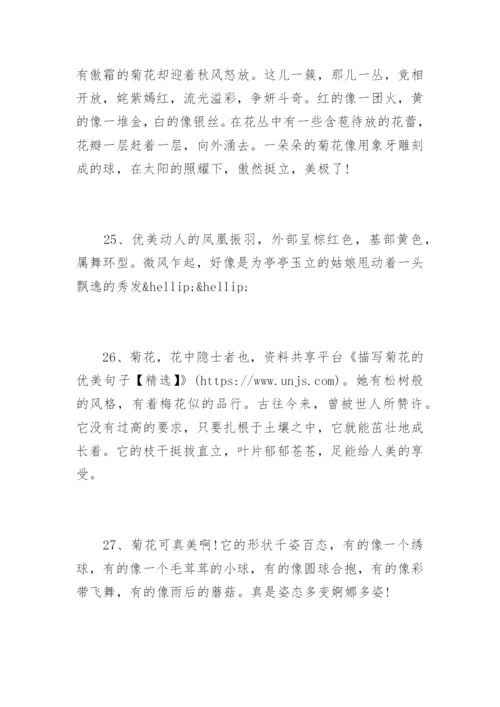描写菊花的优美句子.docx