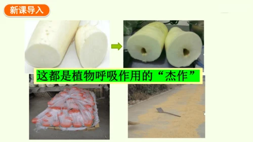 3.2.3呼吸作用-七年级生物下学期同步精品课件（2024人教版）(共24张PPT)