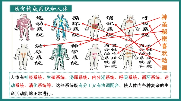 第一单元第三章从细胞到生物体（复习课件）-七年级生物上册同步教学精制课件（人教版2024）(共44张