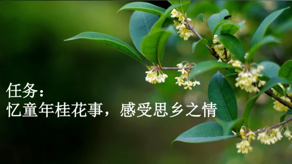 部编版五年级上册语文 3 桂花雨 课件