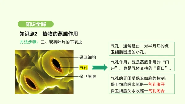 第三单元-第二章-第一节-水的利用与散失课件-2024-2025学年七年级生物下学期人教版(2024