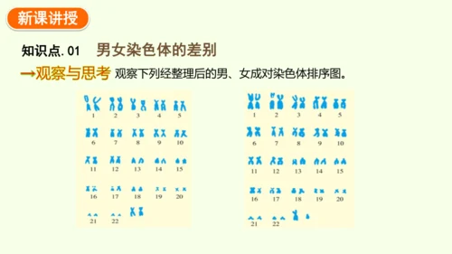 7.2.4人的性别遗传-八年级生物人教版下学期同步精品课件(共28张PPT)