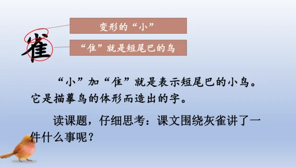 【同步课件】部编版语文三年级上册  25.灰雀（2课时）